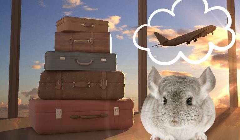 Can Chinchillas Fly With You on an Airplane?