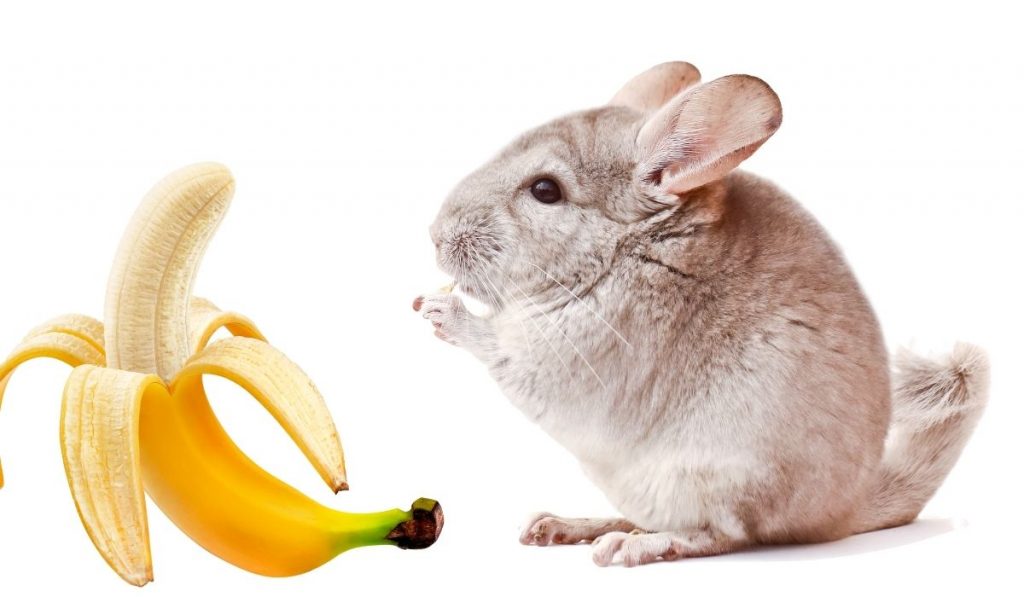 Chinchillas-and-Bananas