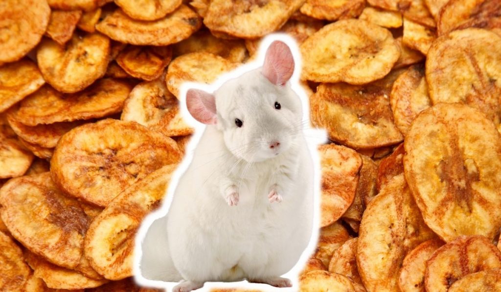 Chinchillas and Dried Banana Chips