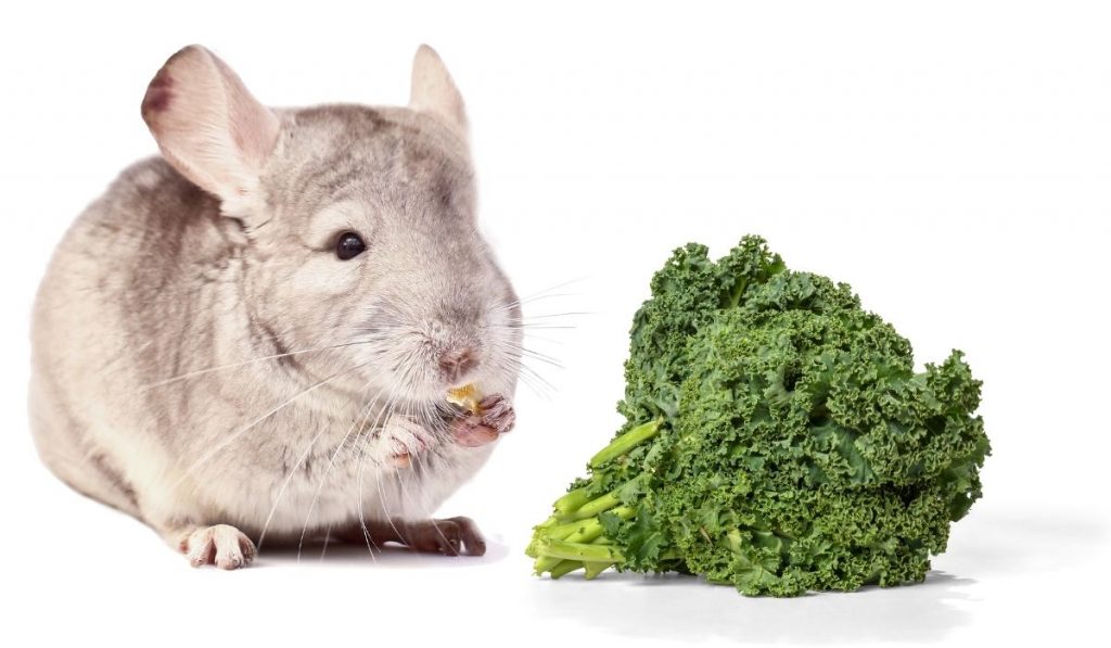 Chinchillas and Kale