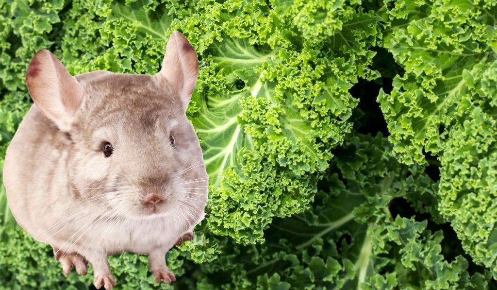 Chinchillas-and-Kale-in-The-Background
