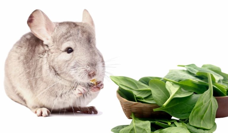 Can Chinchillas Eat Spinach?