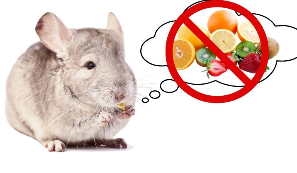 Foods Chinchillas Should Not Eat
