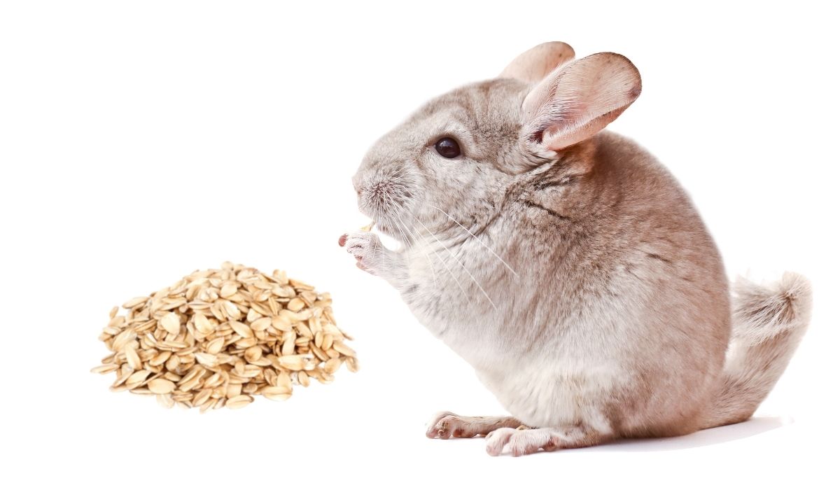 chinchilla and oats in a white background