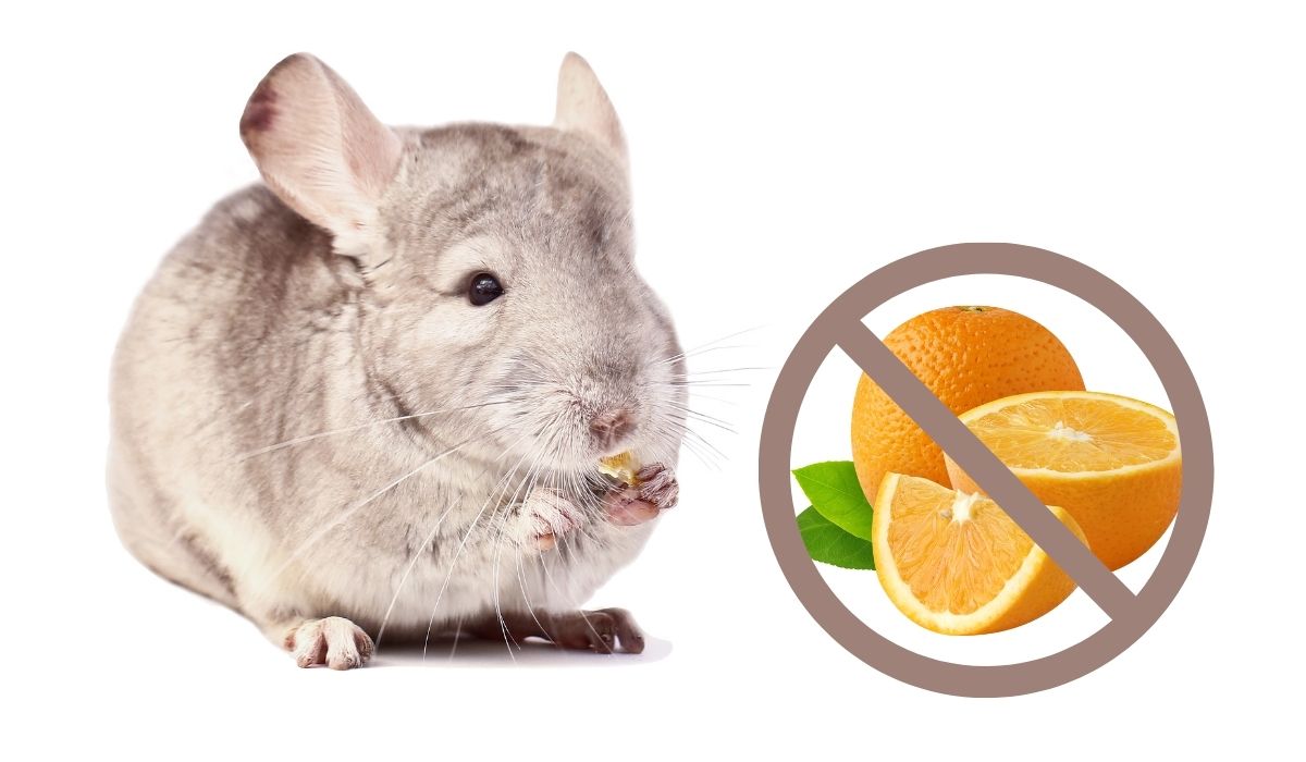chinchilla and orange with a not allowed sign in a white background