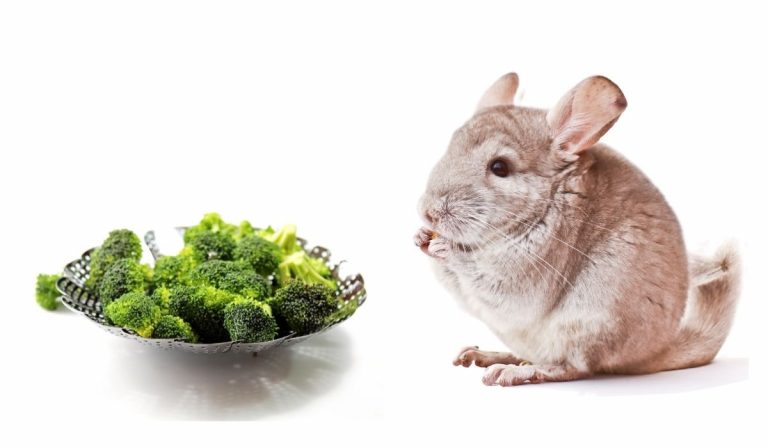 Can Chinchillas Eat Broccoli?
