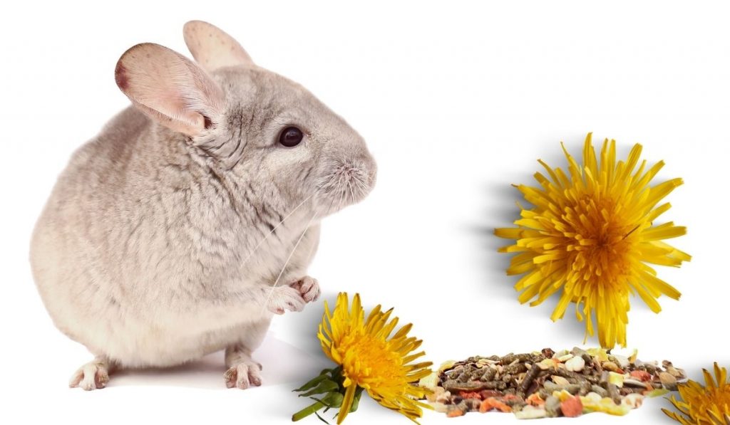 Chinchillas And Dandelions