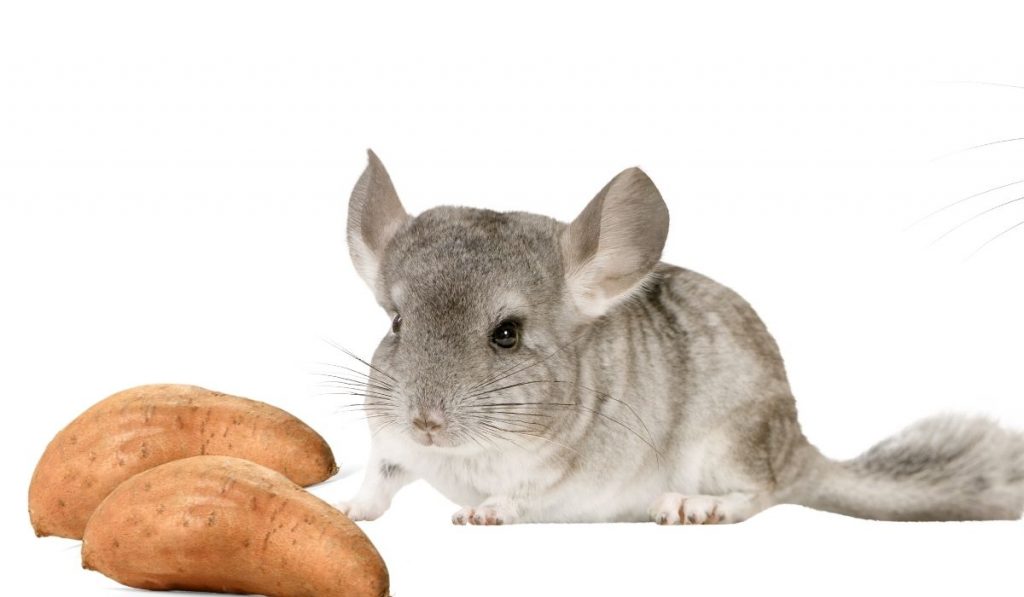 chinchilla and sweet potatoes