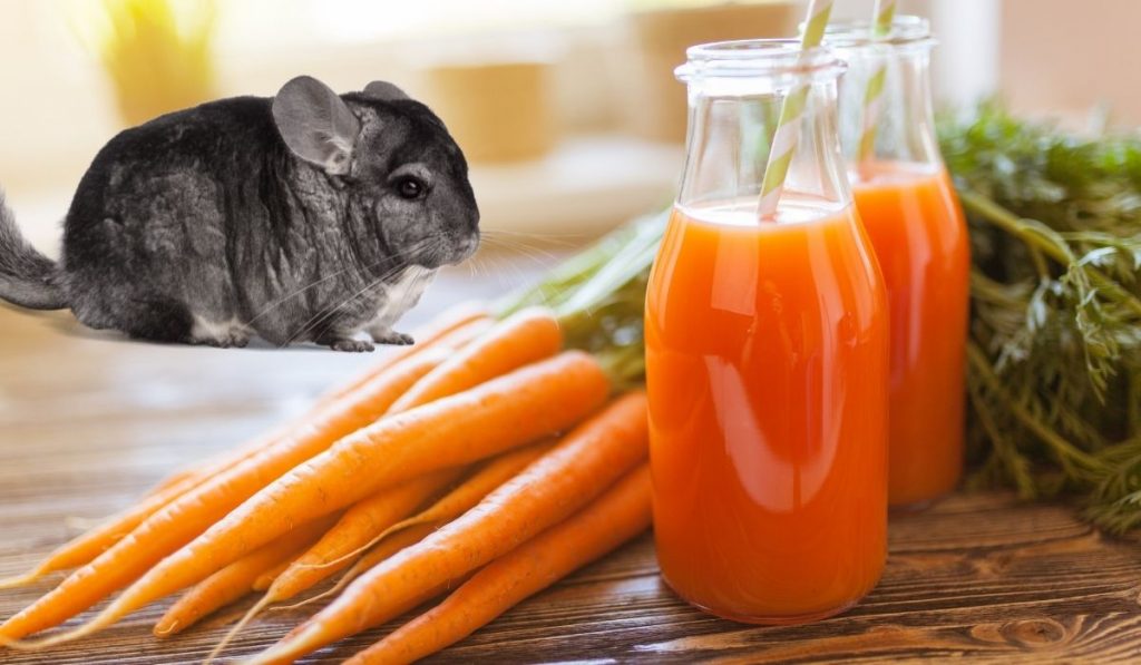 collage of chinchilla and carrot juice