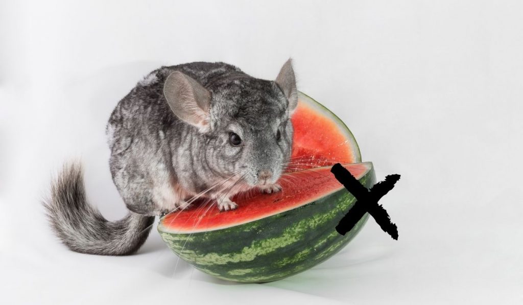 chinchillas on watermelon