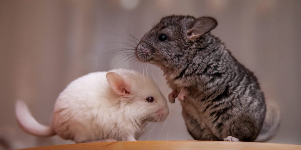 2 cute and fluffy chinchillas