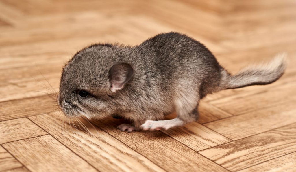 A cub of chinchilla running on the floor