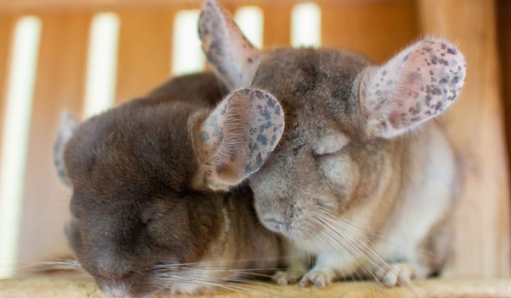 Chinchilla are sleeps in a cage 
