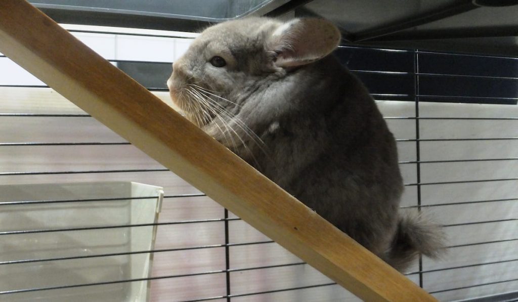 Chinchilla climb ladder