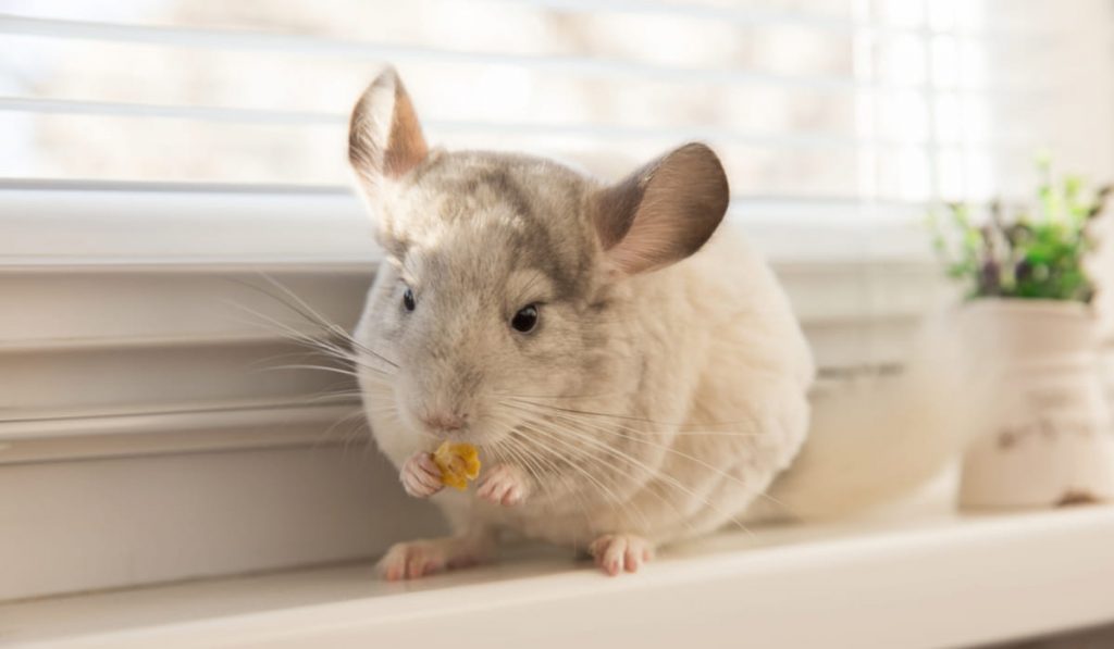 Chinchilla color white velvet eating cereal flakes 