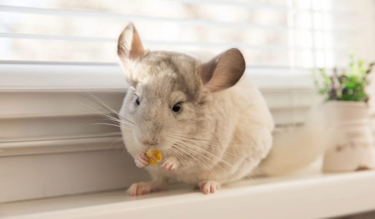 8 Common Foods to Investigate Before Feeding to Your Chinchilla