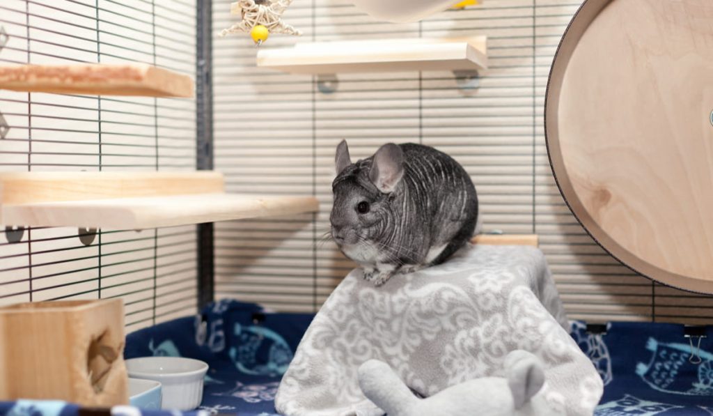 Chinchilla in cage playing