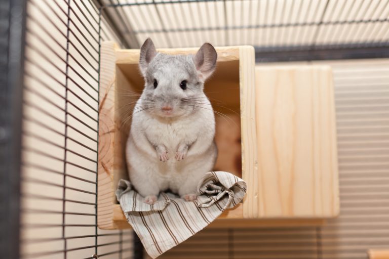 Chinchilla Throwing Poop? Cheerful Chinchilla
