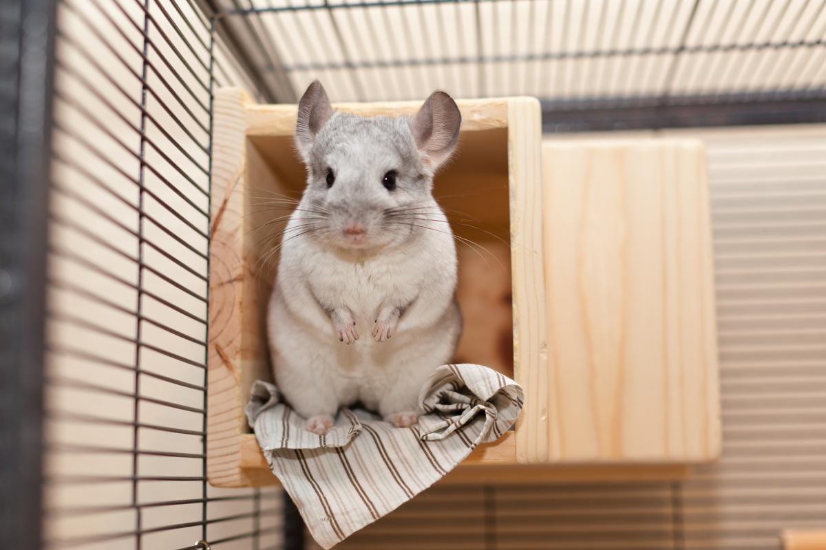 Chinchilla Throwing Poop? Cheerful Chinchilla