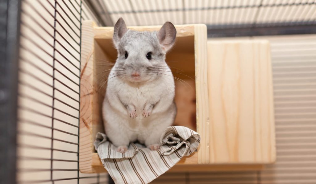 Chinchilla inside the cage 