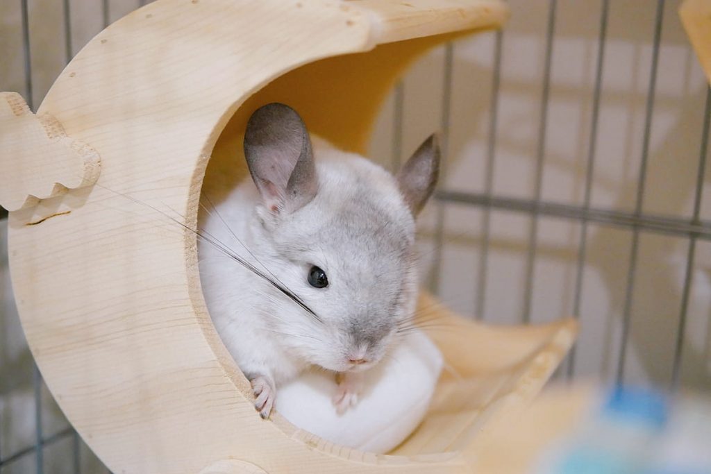 Chinchilla on a wooden moon ledge