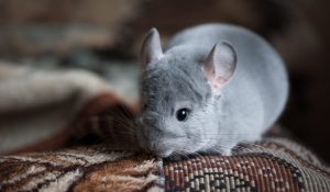 cute chinchilla seating on the carpet
