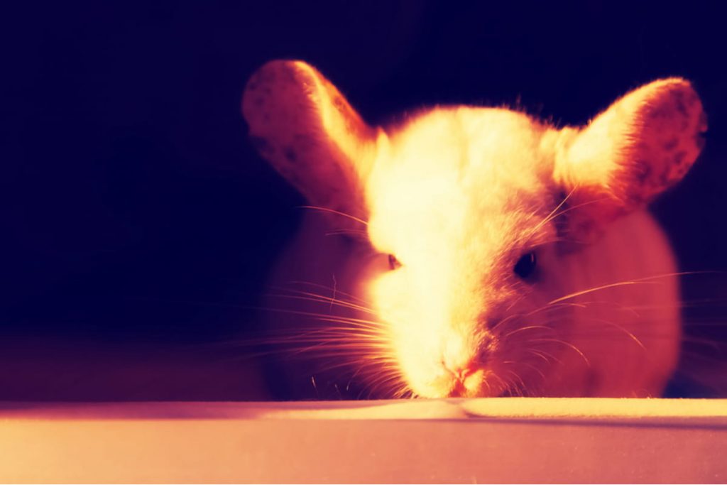 chinchilla white with spotted ears at night