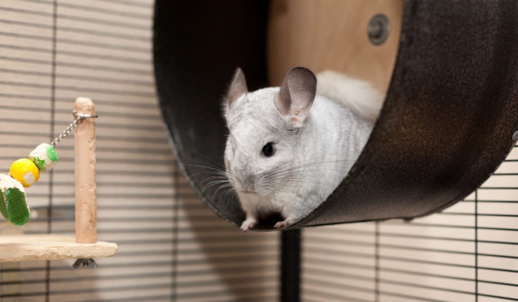 Cute Chinchilla Playing Around in the Cage