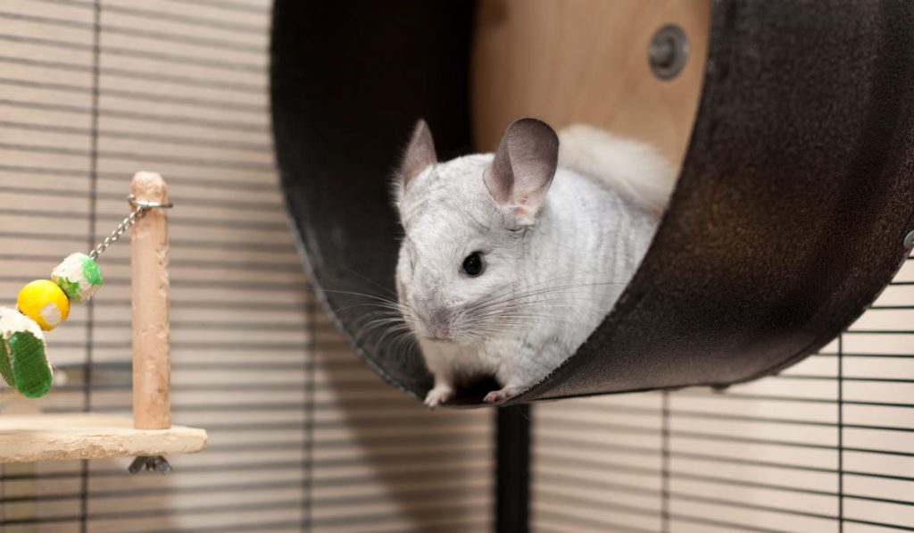 Cute Chinchilla Playing Around in the Cage 