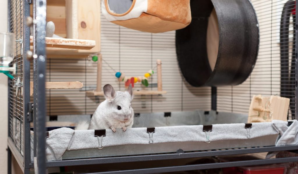 Cute Chinchilla Playing