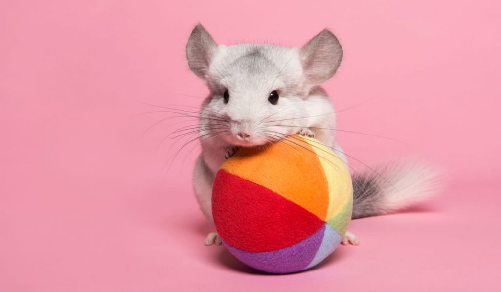 Cute chinchilla leaning on a colorful toy ball