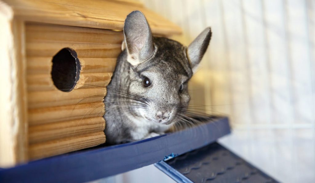 Cute grey chinchilla is sitting in the cage