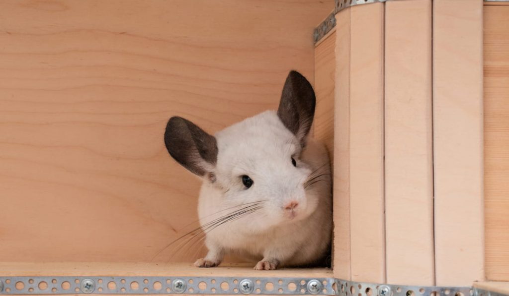 Cute grey chinchilla is sitting in the wooden house 