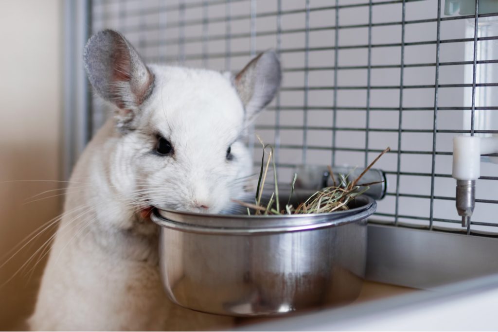 Cute white chinchilla is eating hay 
