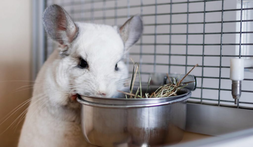 Cute white chinchilla is eating hay 