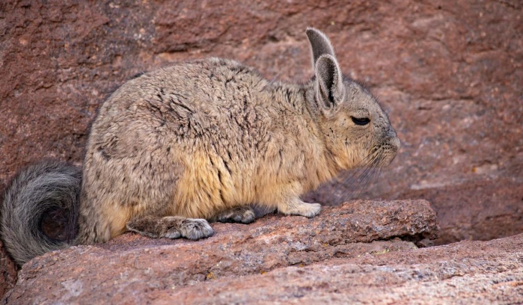 Cute wild chinchilla 