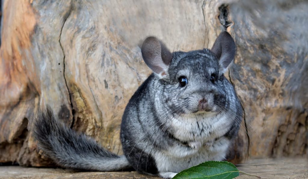 Gray Chinchilla on a wood background outdoor