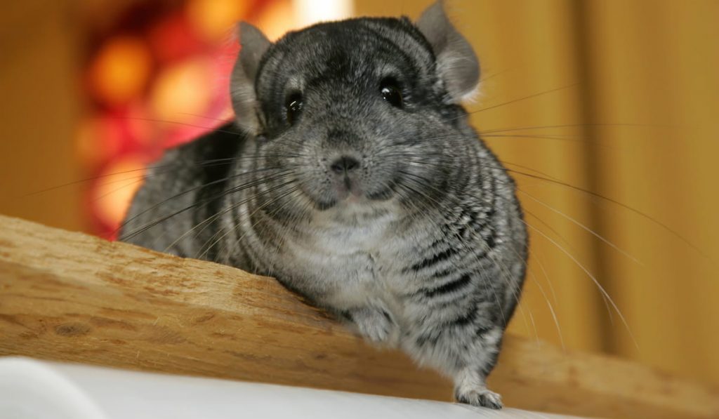 Gray chinchilla in cage 