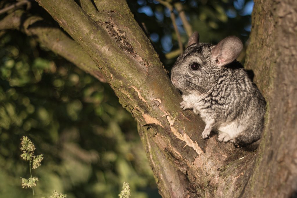 Little chinchilla hanging out on the tree