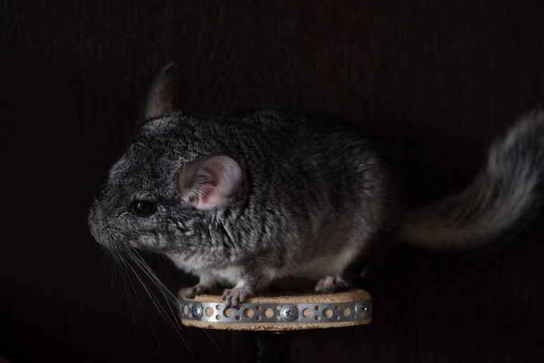 Chinchilla Throwing Poop? Cheerful Chinchilla