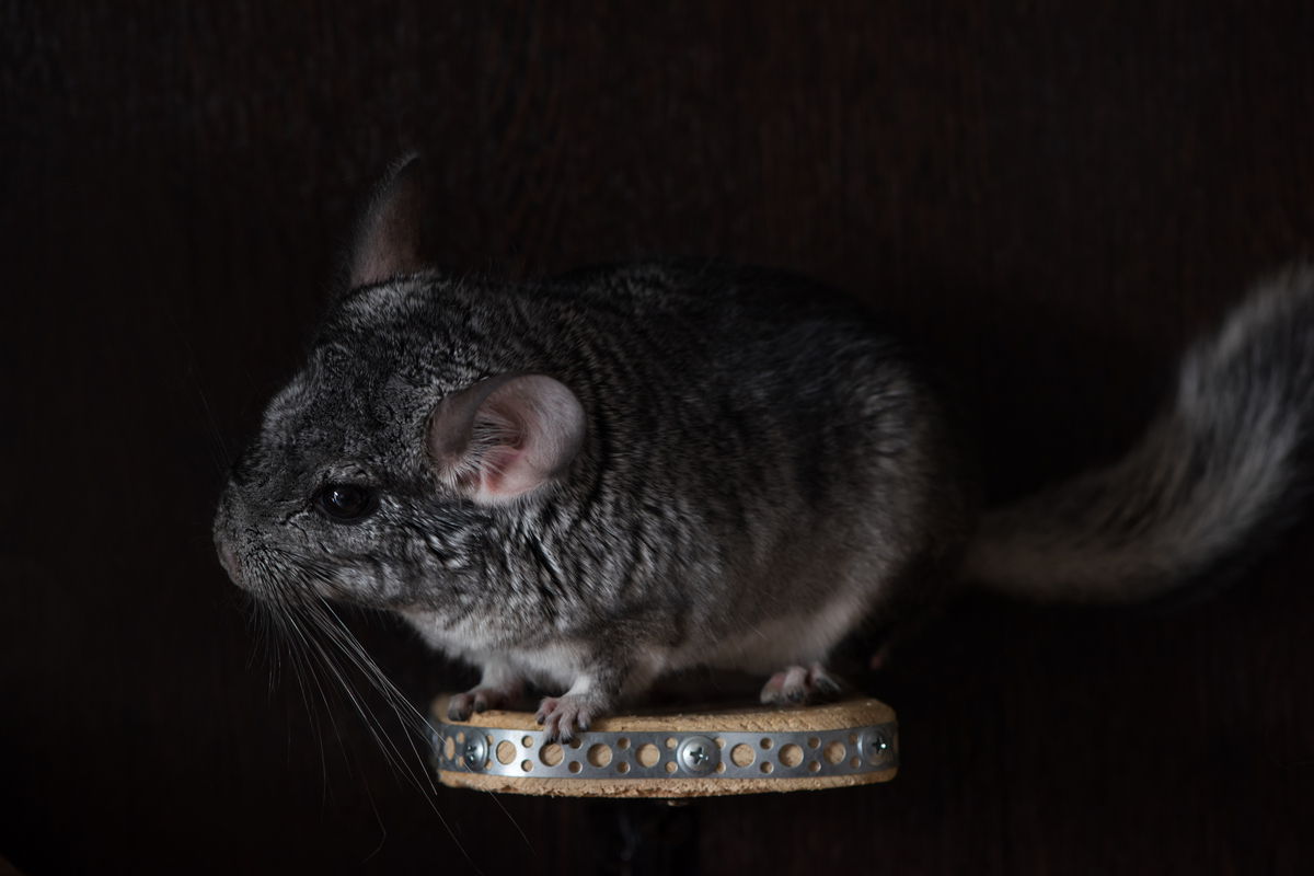 Chinchilla Throwing Poop? Cheerful Chinchilla