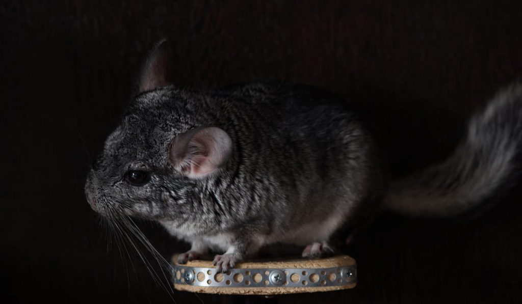 Little fluffy chinchilla in the dark 