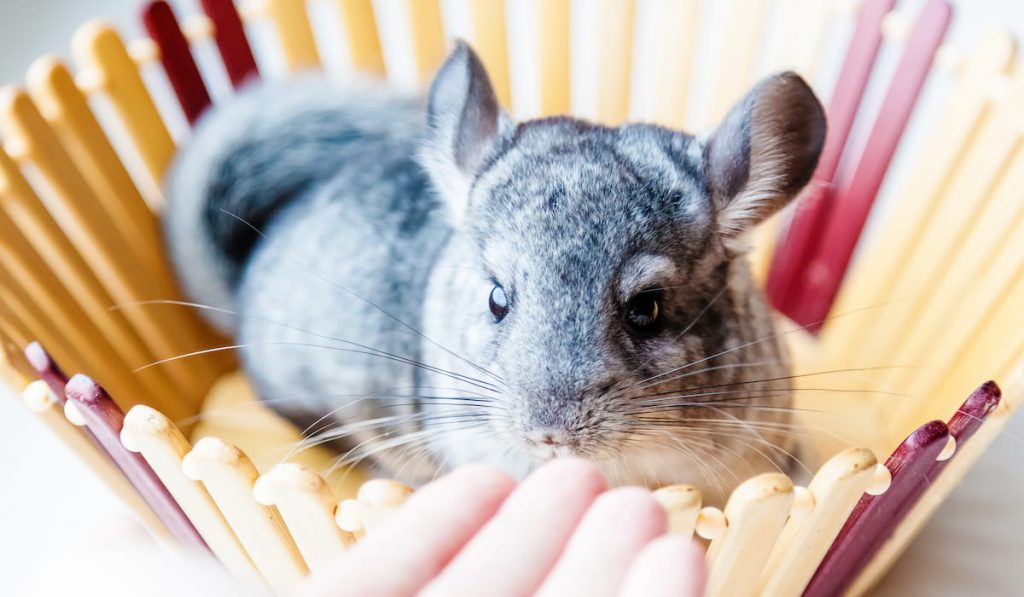 Little gray chinchilla sits in a wooden bowl 