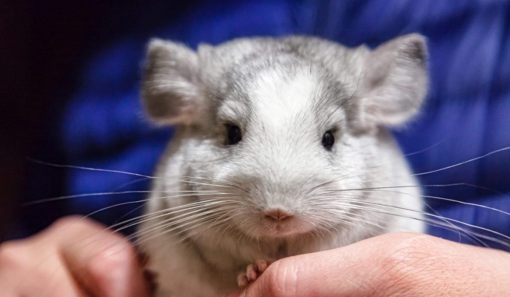 Little gray-white chinchilla sits on the hands