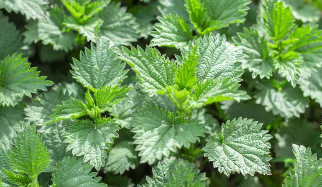 Nettle leaves 