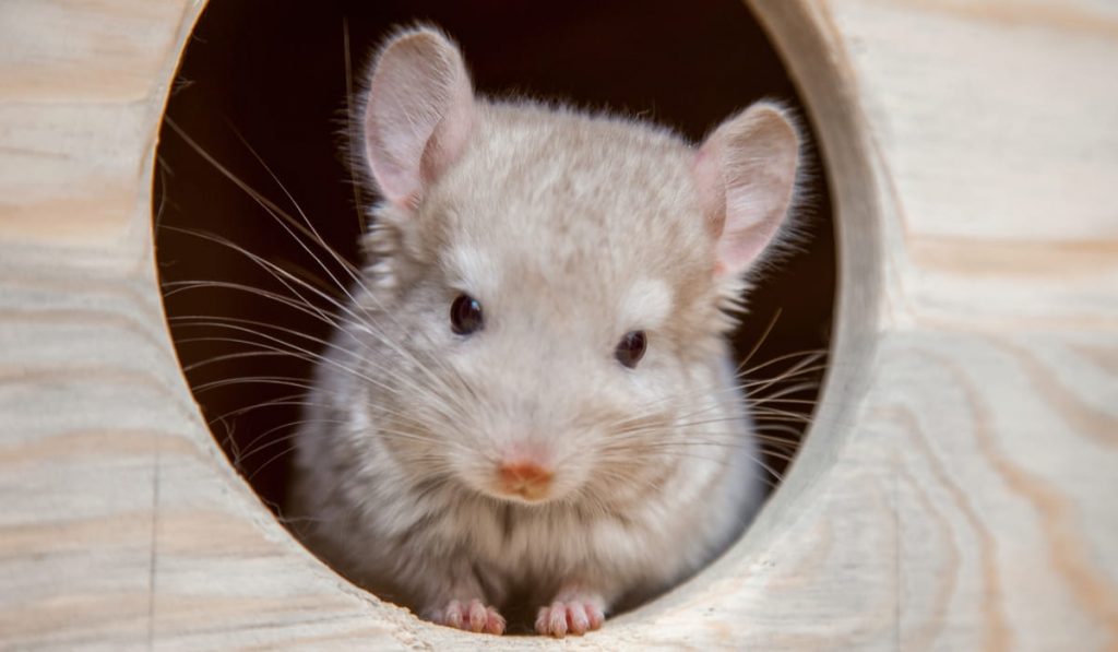 Our pets are small fluffy chinchillas 