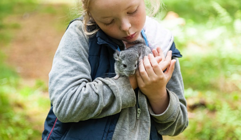 The girl is holding a chinchilla 