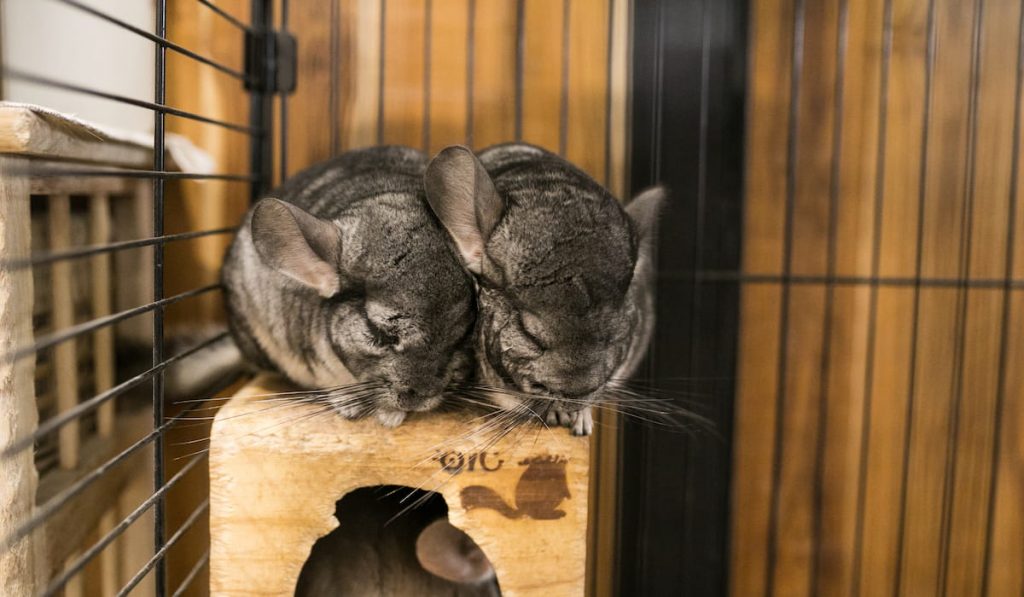 Two chinchilla sleep in cage 