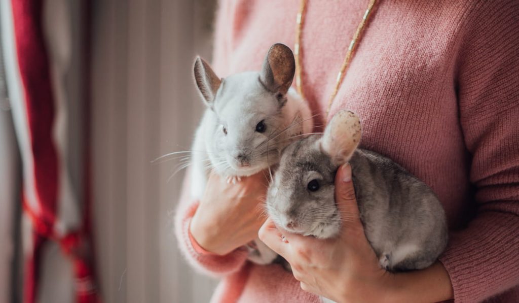 Two little white and grey fluffy chinchillas sits in the woman's hands