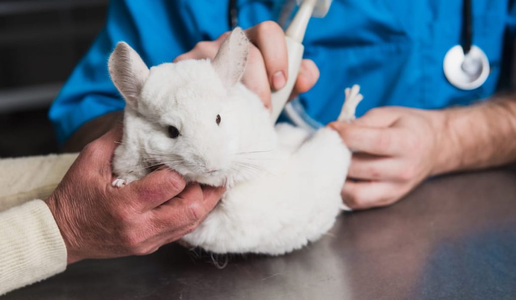 Vet does an ultrasound chinchilla in clinic